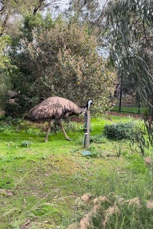 Year 4 Excursion: Werribee Zoo Safari